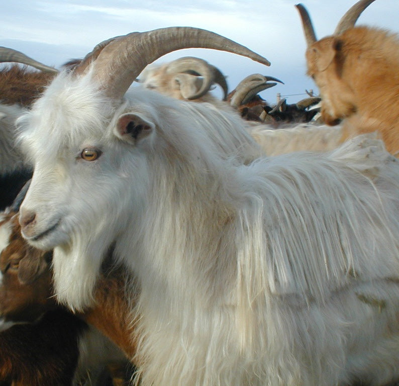 Cashmere: The Art of Warmth